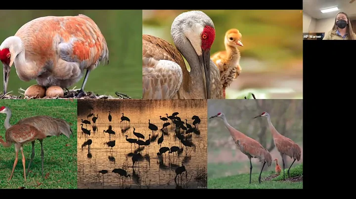 DBC Meeting: Cranes of the Midwest with Stephanie ...