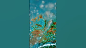 mermaid #mermaid #trending #trendingnow #sea #ai #tiktok #shorts #video #trend #creator #content #fy
