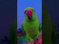 papa ko kaise bulate hai #comedy #anuandsuji #greenparrot #funny #parrot #parrottalking
