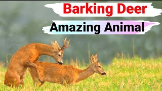 red deer | barking deer | amazing animal
