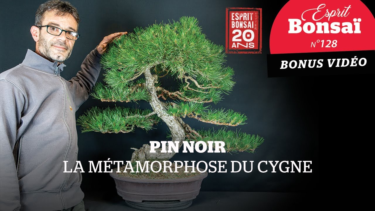 Pin noir : la métamorphose du cygne [Bonus Esprit Bonsaï 128]