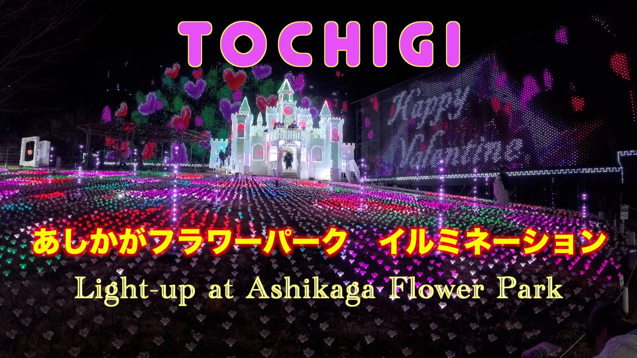 ねながら見るJAPAN バレンタイン一度は見たい足利フラワーパークイルミネーション