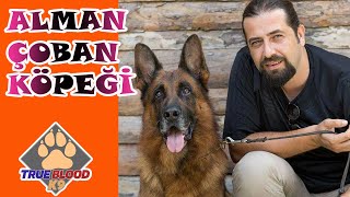 ALMAN ÇOBAN KÖPEĞİ - ALMAN KURDU