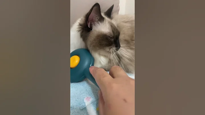 Video 10455131: cat cutecat funny, tiny cat, cat beautiful eyes, cat cute amazing funny, cat beautiful animals, cat hunting