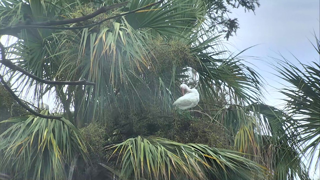 video phone beyonce mp3 Alligator Swamp and Spoonbills Cam 08-26-2018 04:08:54 - 05:05:25