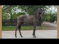 A-List Auction 2022 - Yearlings | Lot 13 | Nonetheless
