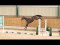 A-List Auction 2022 - Yearlings | Lot 13 | Nonetheless