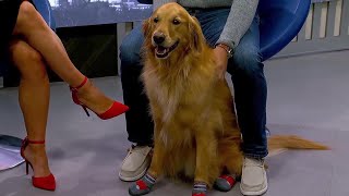 TikTokfamous dog from Upstate visits Access Carolina!