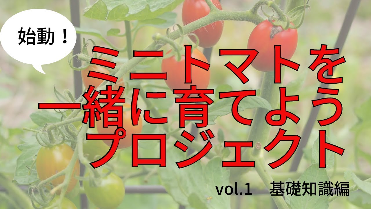 ミニトマト栽培にチャレンジしよう 必要なアイテムは 苗の選び方は Youtube ミニトマト栽培にチャレンジしよう 必要なアイテムは 苗の選び方は Youtube