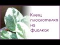 Клещ плоскотелка на фиалках