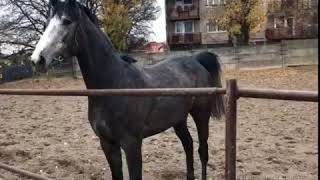 video 31fde98bf5ccf929894a6b6277a1eba6 V
