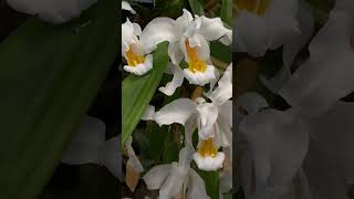 Coelogyne cristata #nature #flowers #orchids #orchidlove #orchidworld #