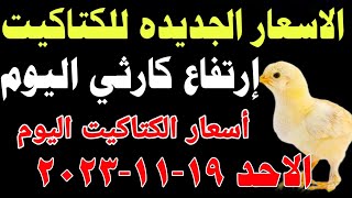 اسعار الكتاكيت البيضاء اليوم/ سعر الكتكوت الأبيض اليوم الاحد 19-11-2023 في مصر