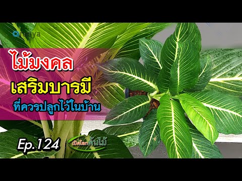 ไม้มงคลเสริมบารมีที่ควรปลูกไว้ในบ้าน