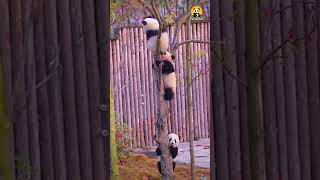 Super funny baby pandas초웃긴 아기 판다들 #둥이 #cute #animals #nature #funny #panda
