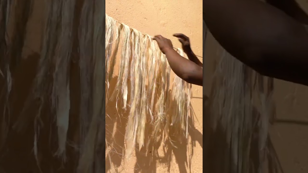 Here&rsquo;s how banana stems get turned into rugs and hair extensions.#recycling #ecofriendly #plantbased
