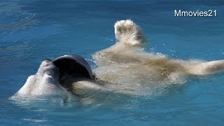 ララの背泳ぎ始まる~Polar Bear in the pool