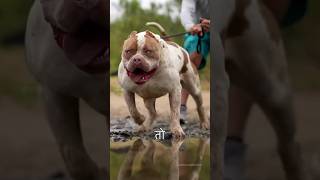 Pitbull Vs Spider Monster Roadside Fight