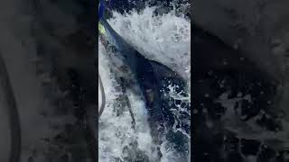 2022 Bisbee's East Cape Offshore | ONO | Blue Marlin