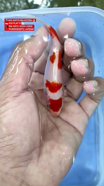 REVIEW IKAN KOI JENIS KOHAKU 11 CM #koiplatr #ikankoi #koi #kohaku