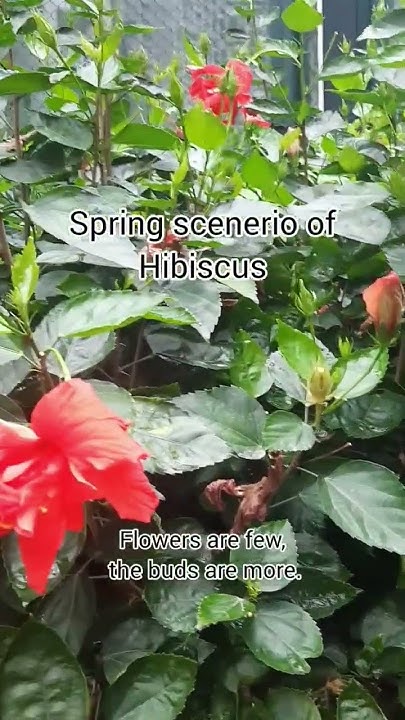 Spring time scenario of Hibiscus #hibiscus #spring - YouTube
