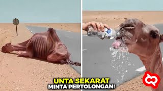 Saking Hausnya Unta ini Sudah Tak Mampu Berjalan Minta Pertolongan Manusia dan Akhirnya Diselamatkan