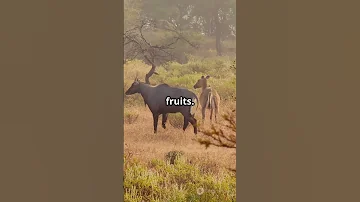 Nilgai  The Majestic Antelope's Journey #facts #reeflife #waterfall