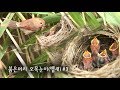 붉은머리오목눈이 관찰#3 새끼 돌보는 어미새 (뱁새 먹이주기/Vinous-throated Parrotbill)