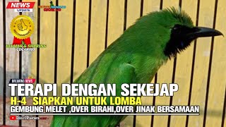 TERATASI‼ DGN TERAPI INI H-4  SETING CUCAK IJO OVERBIRAHI,OVERJINAK,GEMBUNG MELET SIAPKAN UTK LOMBA