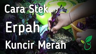 Cara Stek Tanaman Hias Erpah Kuncir Merah Budidaya Bayam Merah Perbanyakan Untuk Taman