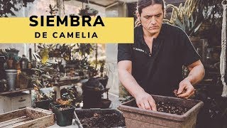 Recolecta y siembra de camelias - Bricomanía - Jardinatis - YouTube