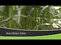 Build Better Stalks (From Ag PhD Show #1184 - Air Date 12-13-20