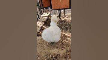Thumbnail of silkie chicken and her sounds