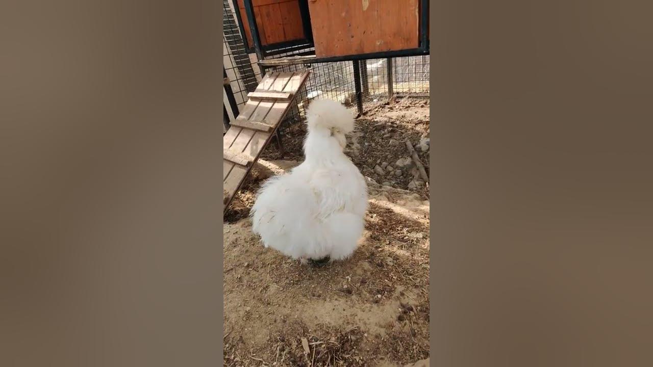 silkie chicken and her sounds