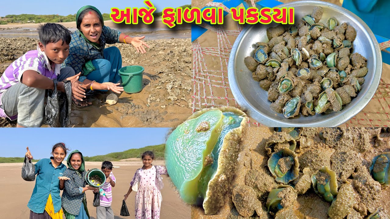 કેવા પ્રકાર ના ફાળવા પકડયા હશે 🐌🐚 falva fishing 🎣 dariyai khedut