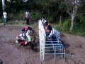 Carreras De Galgos El Naranjal 10/05/2015