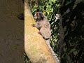 hey hey we're the monkeys🐒🛠️