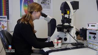 HumBio101x: Microscopes