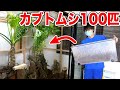 制作費30万円の特大ケージにカブトムシ投入したら最高過ぎ!!