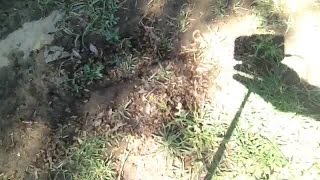 Residents in southeast Bakersfield neighborhood concerned over honeybee infestation
