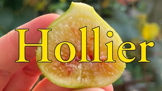 LSU Hollier Fig(LSUホーリエ イチジク)の特徴・味・耐寒性・栽培