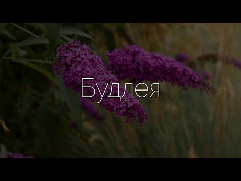 ვიდეო: იაპონური Buddleya