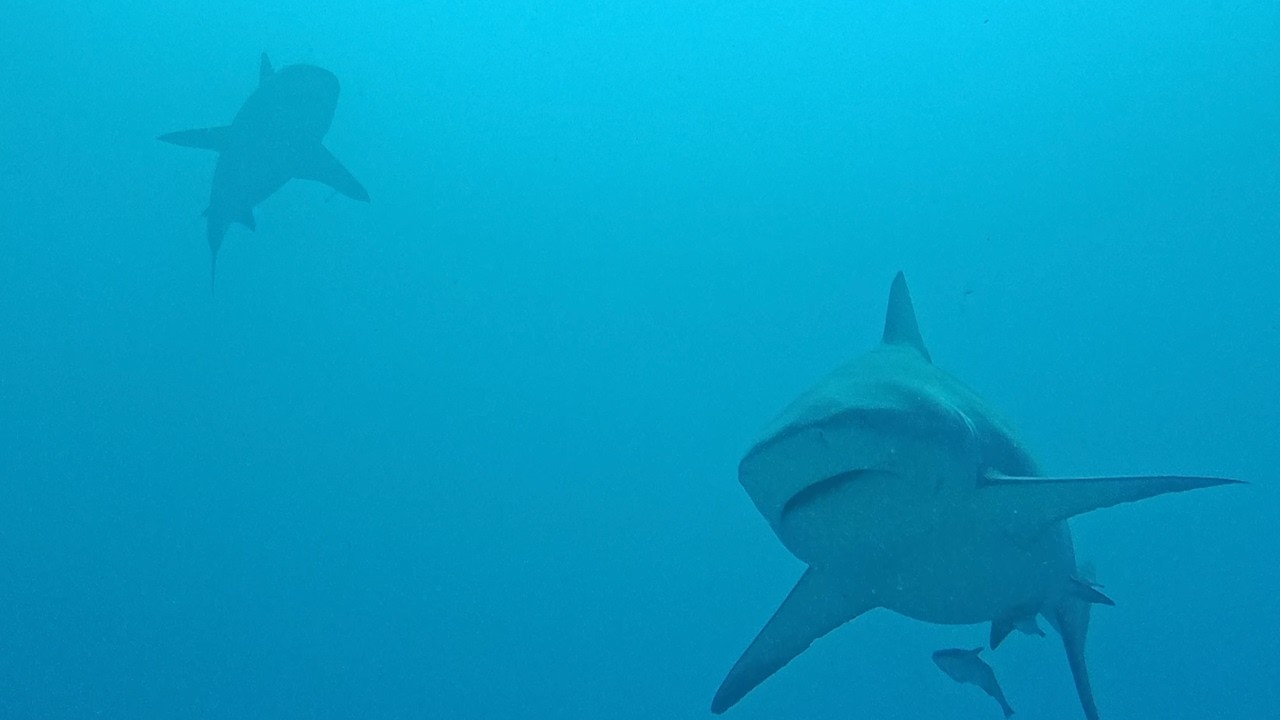 Diving with Bull Sharks | Shark Point | Scuba Diving in Playa del Carmen, Mexico
