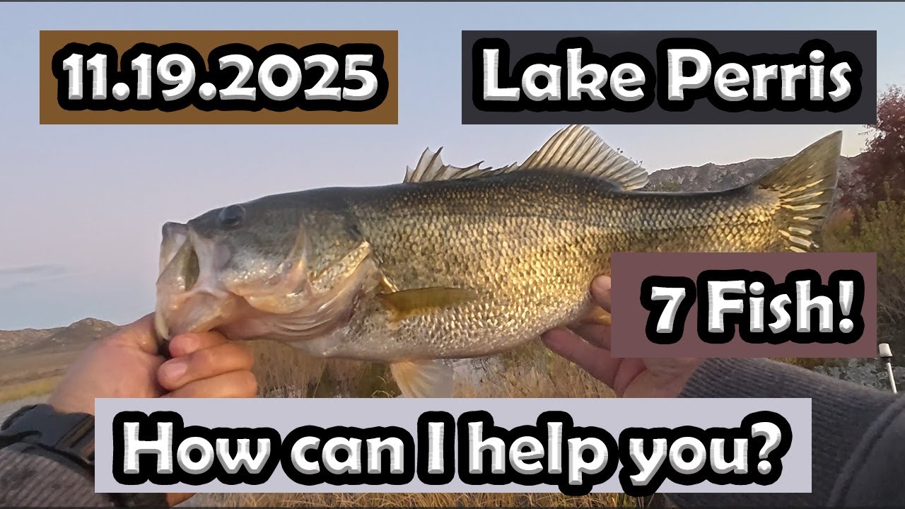 Lake Perris Bass fishing: 7 fish with Texas rig #lakeperrisfishing #zmanfishingproducts #subscribe