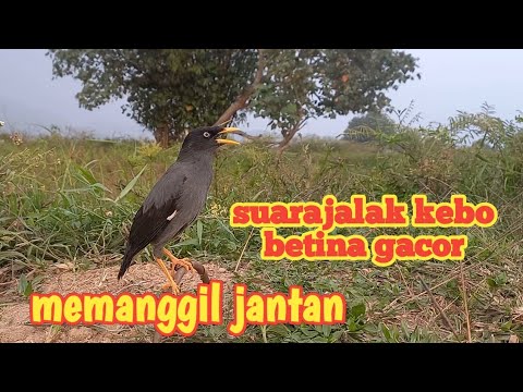 suara JALAK KEBO pikat betina isian mewah,cocok untuk memanggil jantan dan masteran