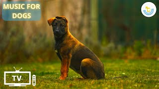 Dog Music - Soothe Dog's Anxiety: DOG TV - Videos for Dogs to Prevent Boredom with MUSIC FOR DOGS