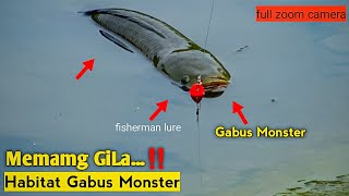 Surganya Ikan Gabus Monster Semua Ikan Berkumpul Menunggu Umpan Saya