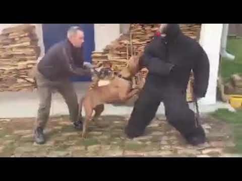 andante-bandog-female-"choco-andante"-(breed-by-andante-bandog-kennels---slovakia)