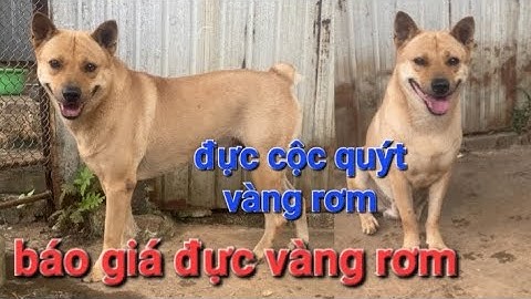 Báo giá đực vàng rơm đực cộc quýt vàng rơm chó mông cộc