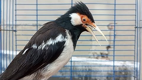 Pancingan Jalak Suren Gacor Variasi Mompa Isian - Masteran Suara Burung Jalak Gacor Full Isian Mewah